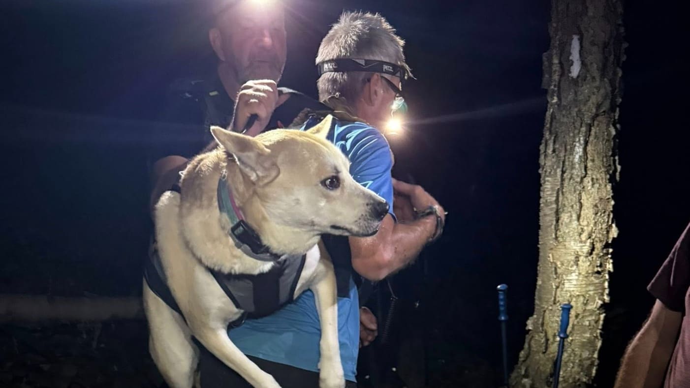 Stowe Mountain Rescue Helps Fatigued Dog Down From Steep Hiking Trail ...