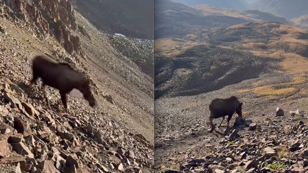 Moose spotted at 13,000 feet on Colorado mountain.