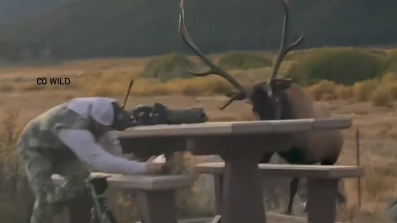 Elk charges photographer in Colorado.