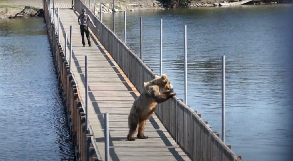 Grizzly bear opens gate and walks on Brooks Lodge Bridge