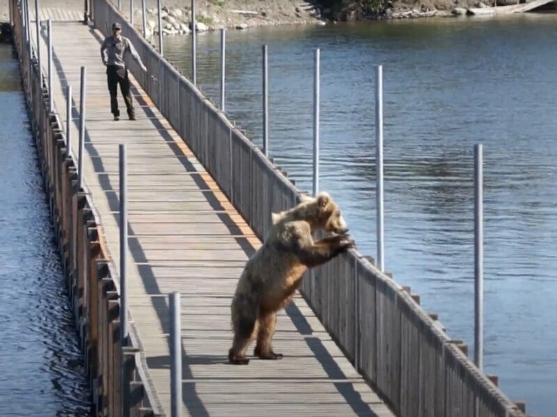 Grizzly bear opens gate and walks on Brooks Lodge Bridge