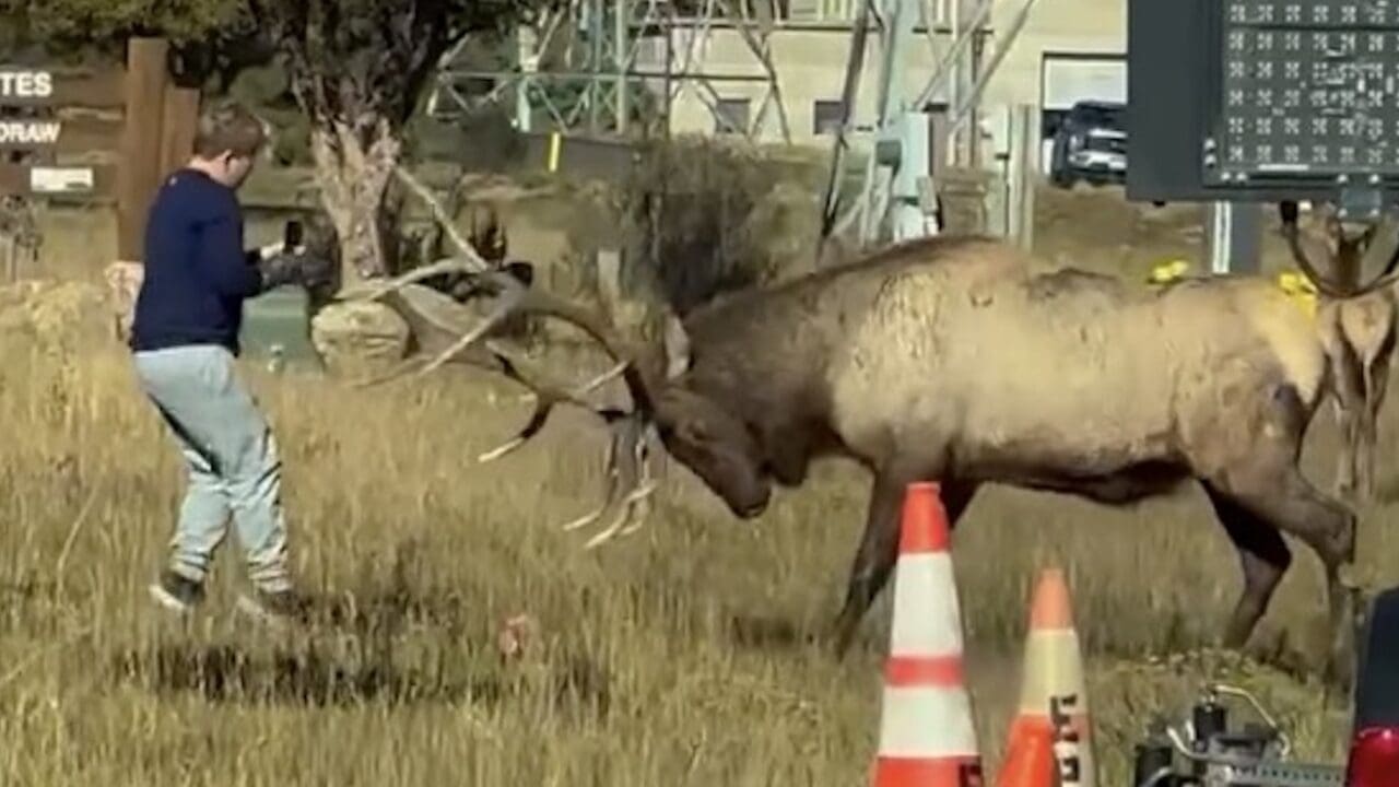 Child gets way too close to bull elk.