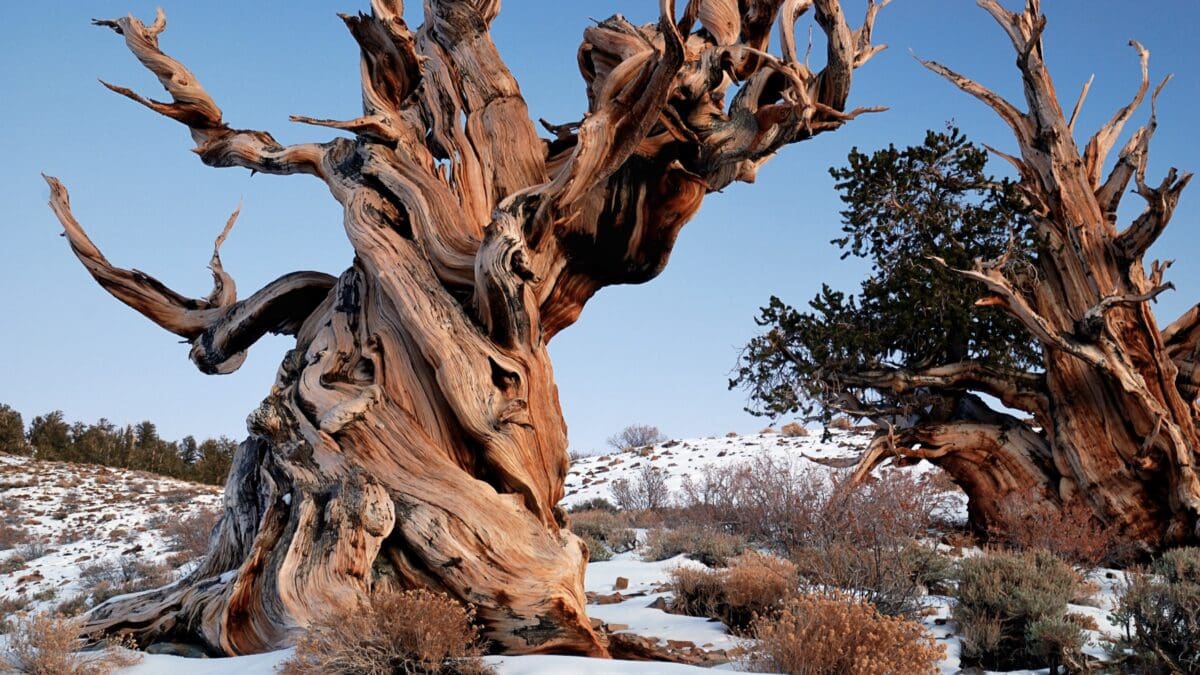 Bristlecone Pine Tree, same species as Methuselah.