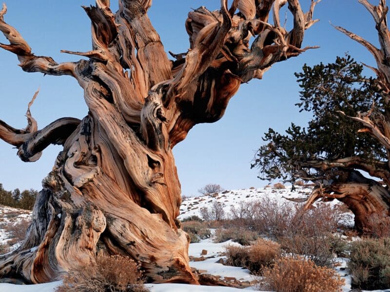 Bristlecone Pine Tree, same species as Methuselah.