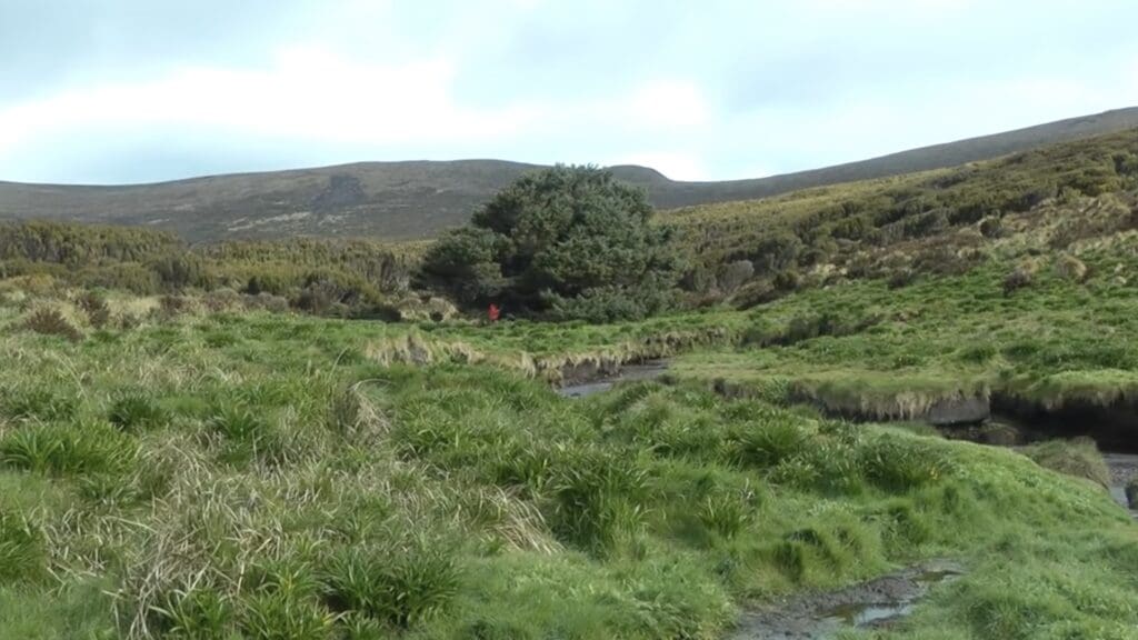 Sitka spruce on Campbell Island, the world's loneliest tree.