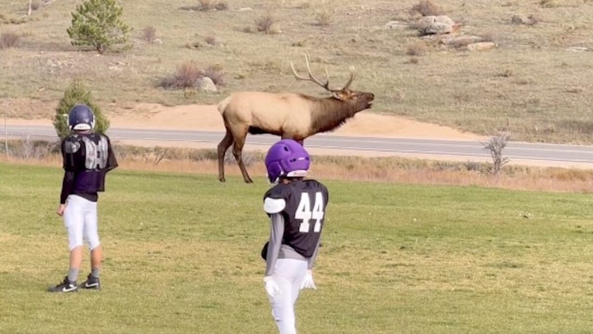 Football players practice with a bugling bull elk nearby.