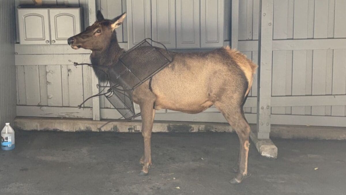 Cow elk with a metal chair caught around her neck.