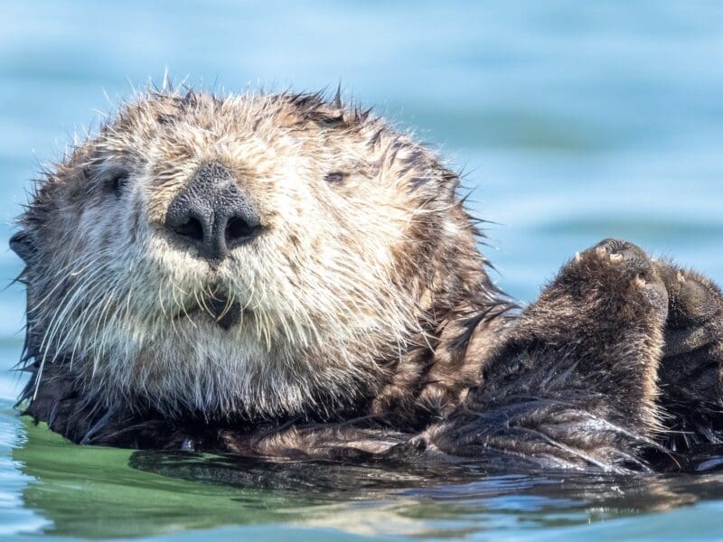 Sea otter in California.