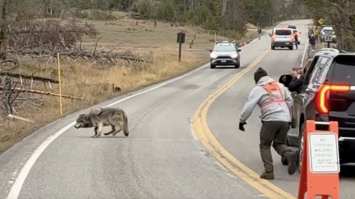 Wolf chased off busy road at Yellowstone National Park.