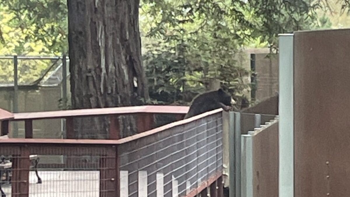 Black bear in Sequoia Park Zoo.