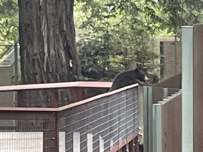 Black bear in Sequoia Park Zoo.
