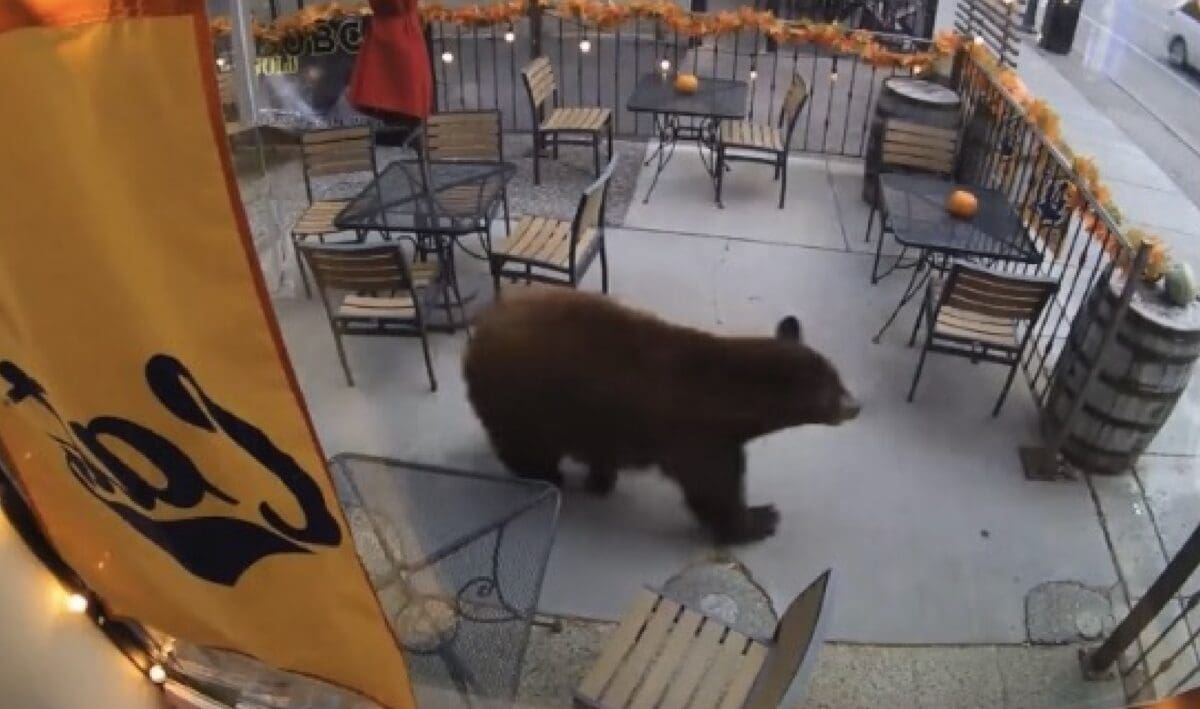 Bear @ Bozeman Spirits Distillery