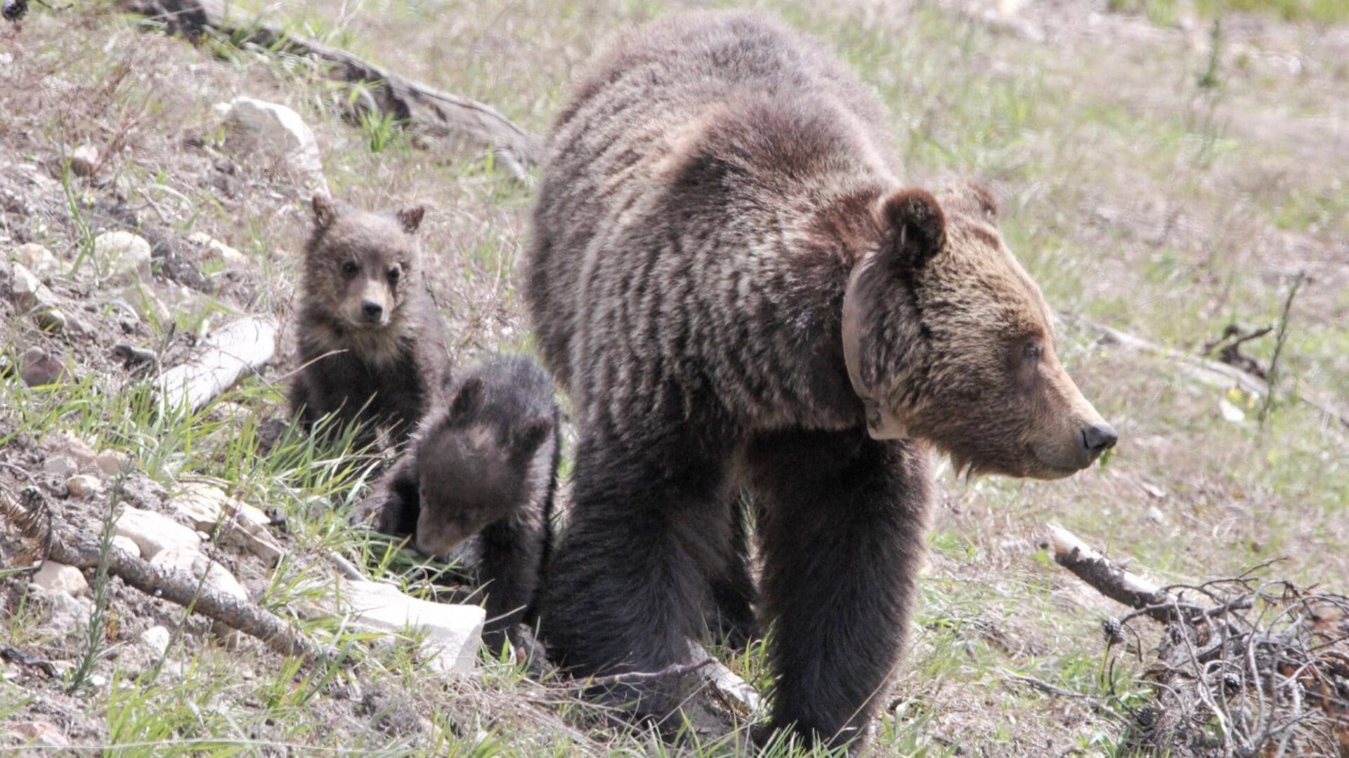 Grizzly sow and cubs in Yellowstone National Park.