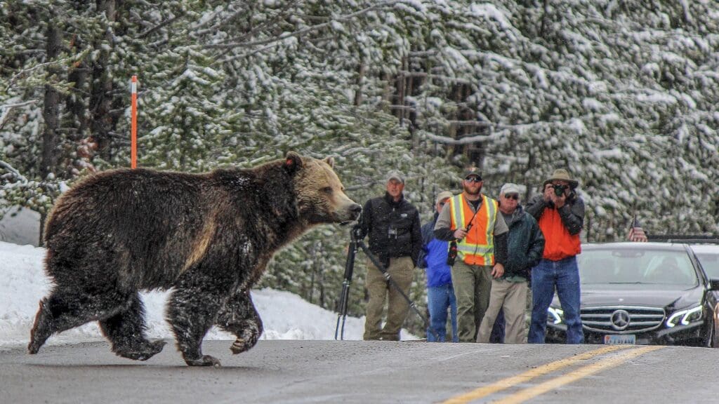 Grizzly bear crosses a road.