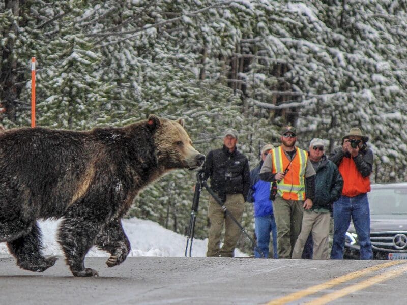 Grizzly bear crosses a road.