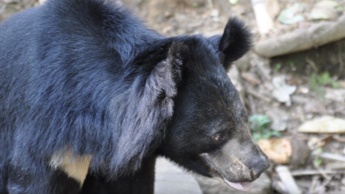 Japan Governor Requests Military Assistance As Bear Attacks Increase
