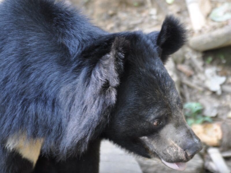 Asiatic Black Bear.