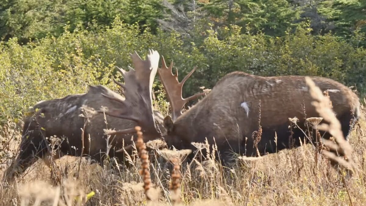 Bull moose battle in Alaska.