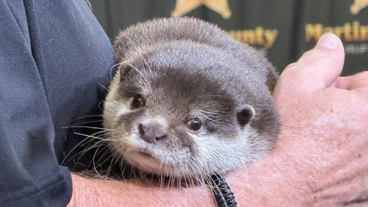 Splash, America's first search and recovery otter.