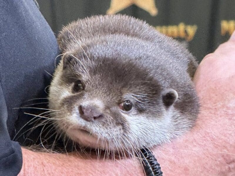 Splash, America's first search and recovery otter.