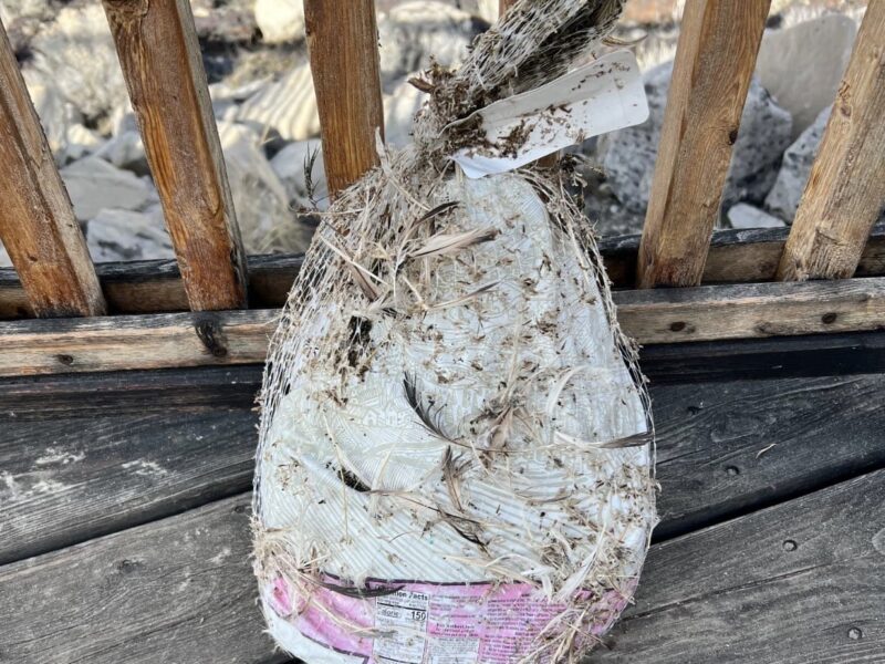 Turkey brined in Great Salt Lake