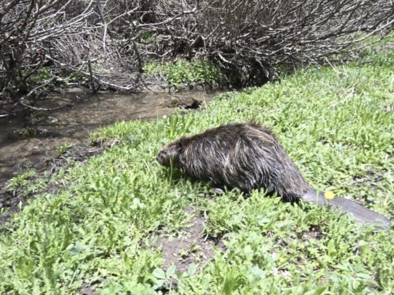 An infected beaver was found in a public Colorado park.