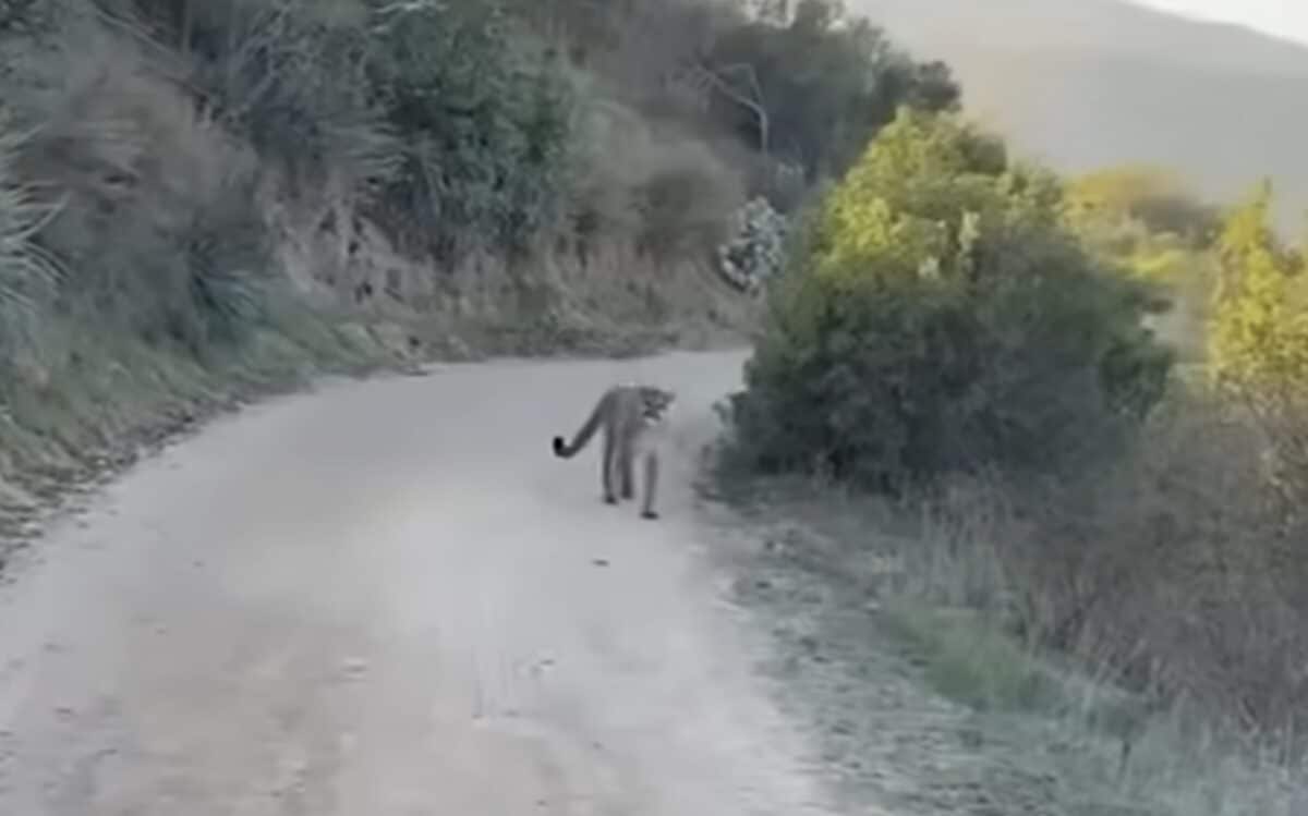 Mountain bikers stalked by mountain lion in Orange County, California