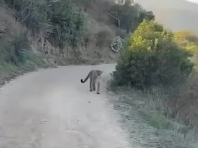 Mountain bikers stalked by mountain lion in Orange County, California
