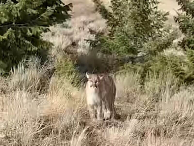 Wildlife technician comes face to face with mountain lion.