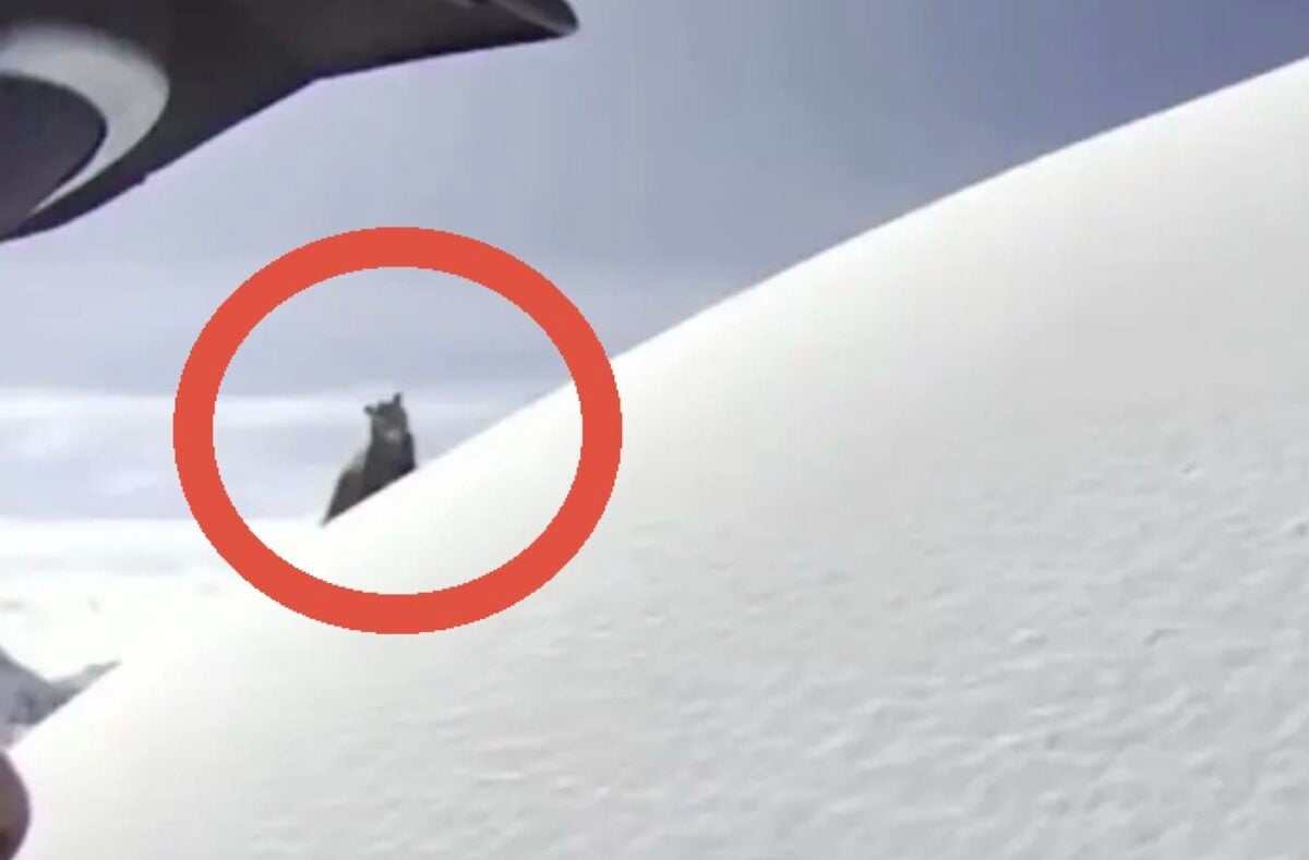 Idaho snowmobiler surprise encounter with grizzly bear