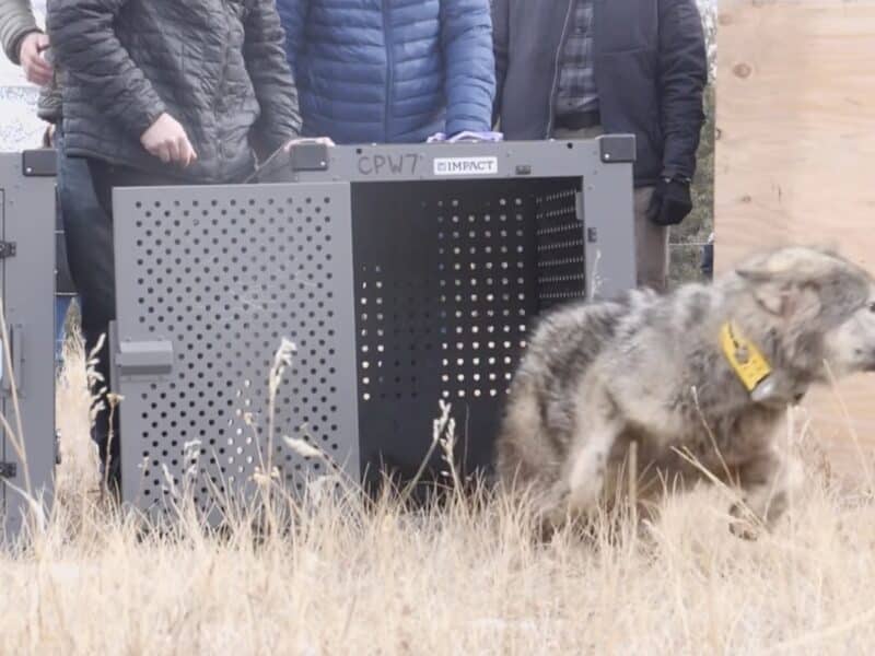 Wolf released in Colorado back in 2023.
