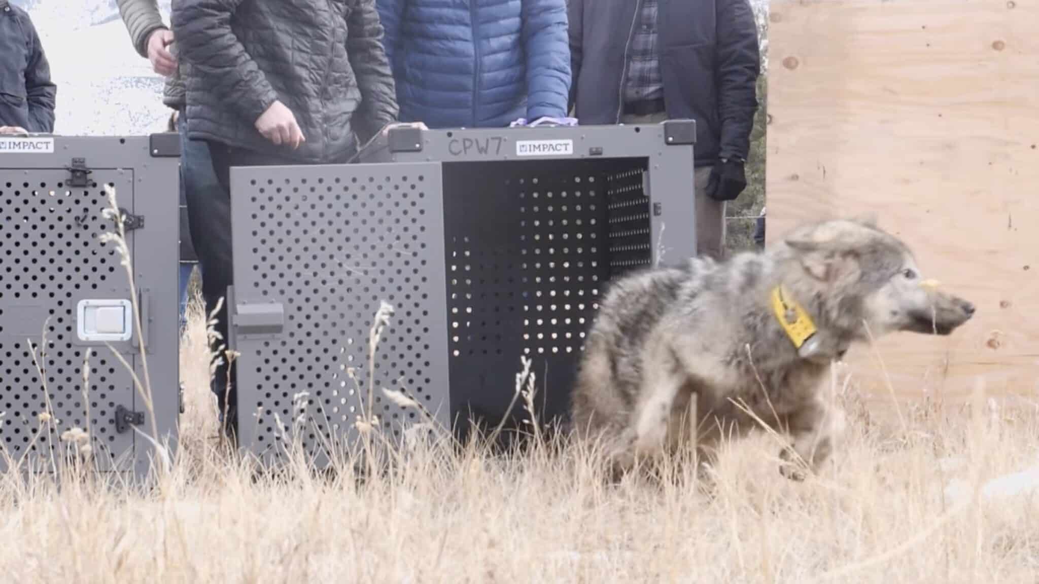 Another Translocated Wolf Has Died In Colorado Another Translocated Wolf Has Died In Colorado