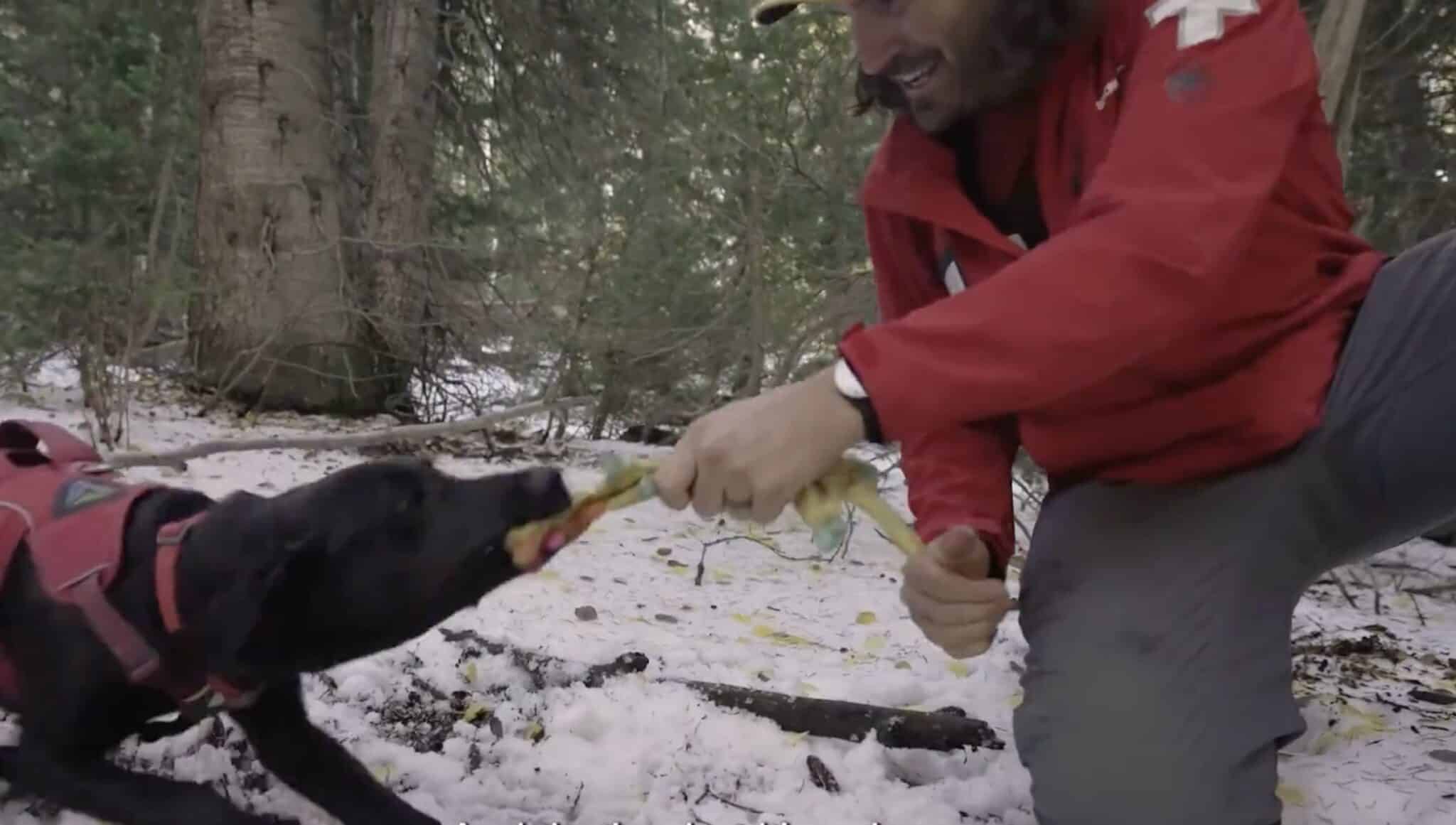 How Ski Patrollers Pick And Train Avalanche Rescue Dogs