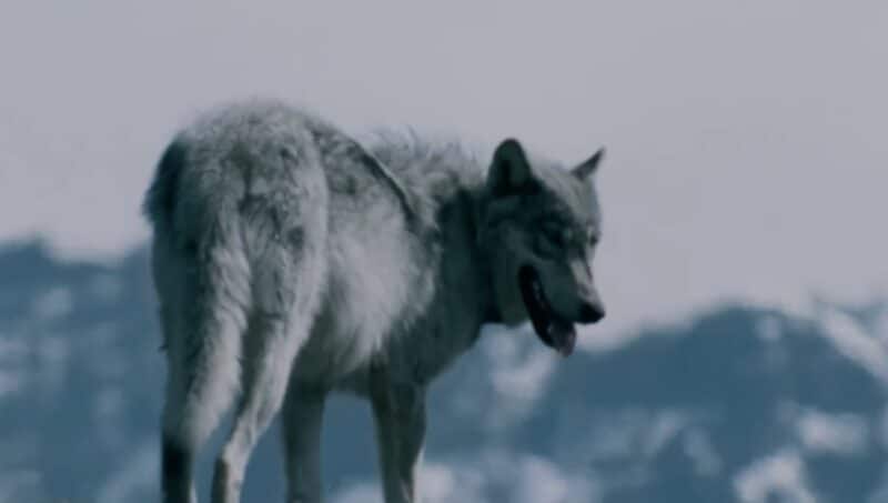 Yellowstone wolf reintroduction program.