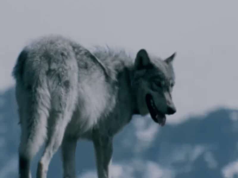 Yellowstone wolf reintroduction program.
