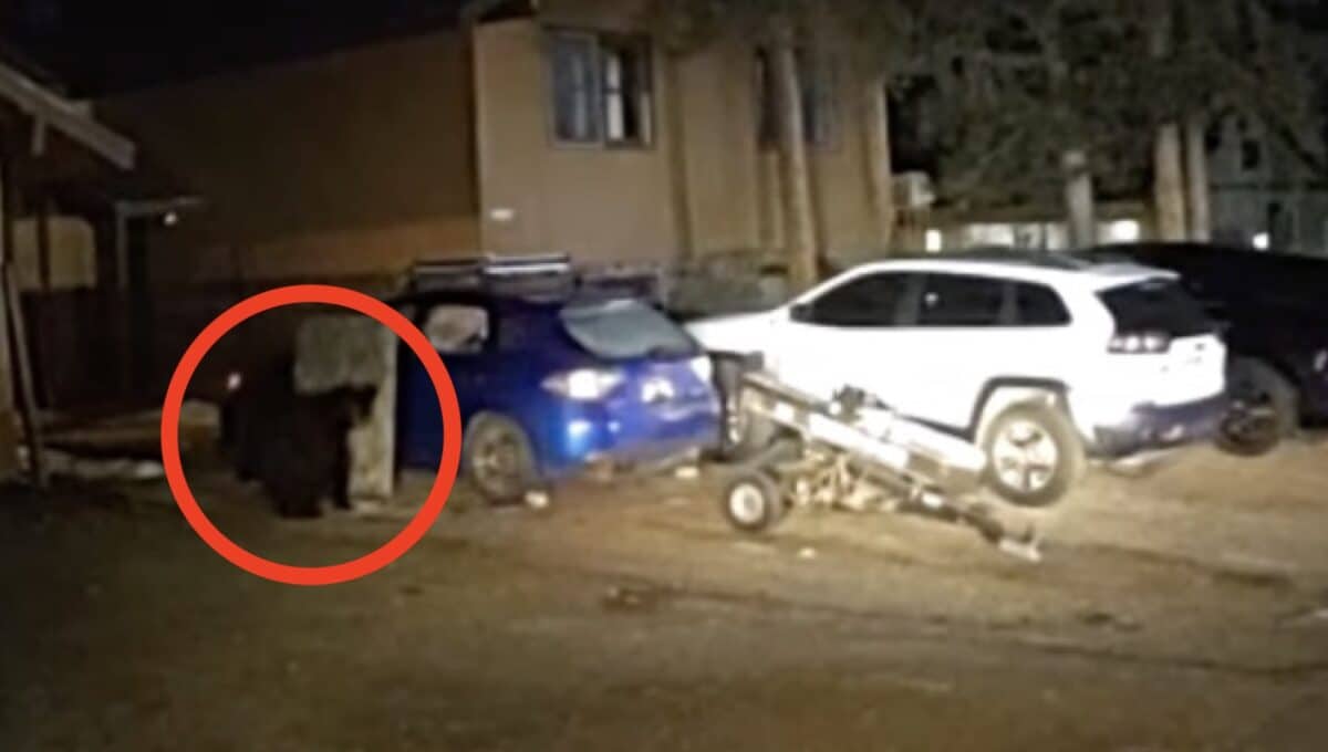 Black bear broke into a Breckenridge car.