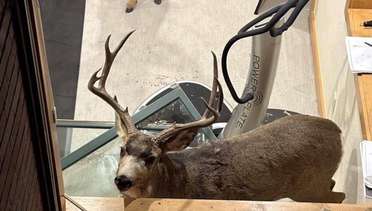 Fighting bucks broke into a Colorado house.