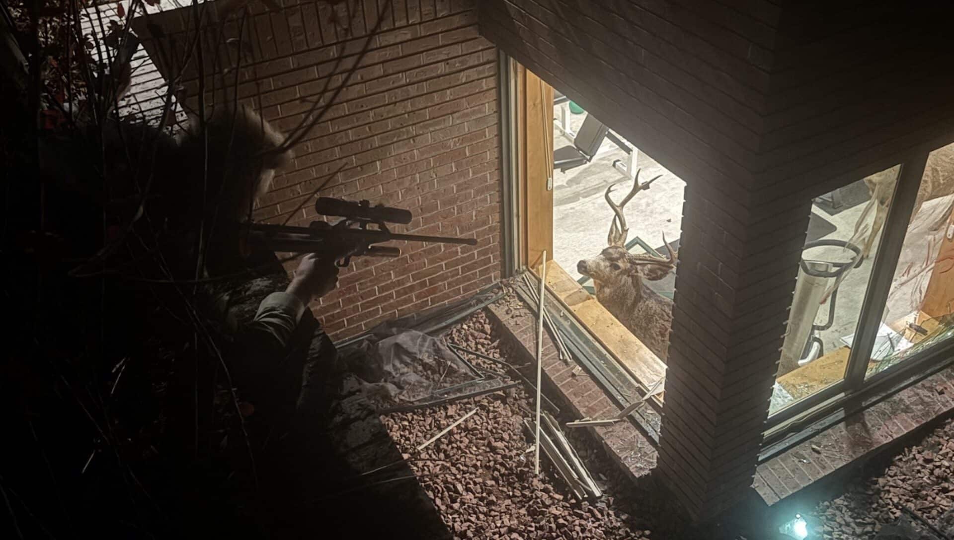 CPW officers tranquilize the bucks.