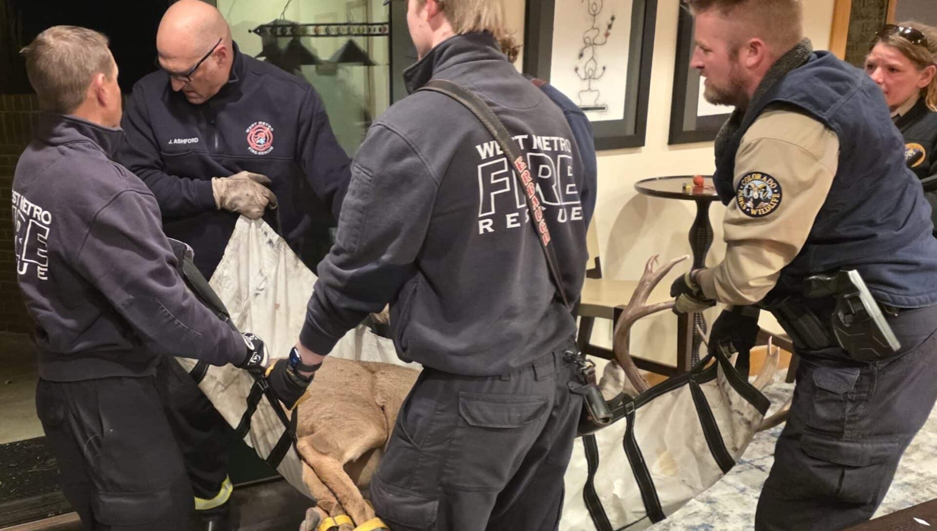 CPW officers and West Metro Firefighters remove the bucks from the basement gym.