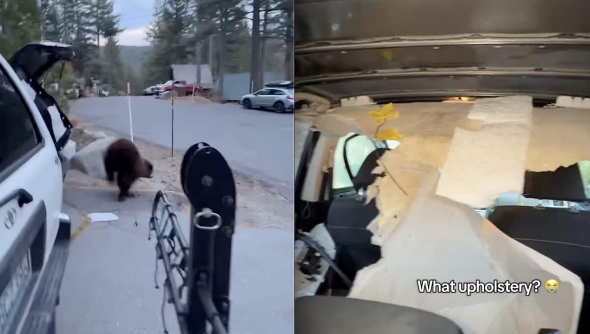 Lock your car in bear country.