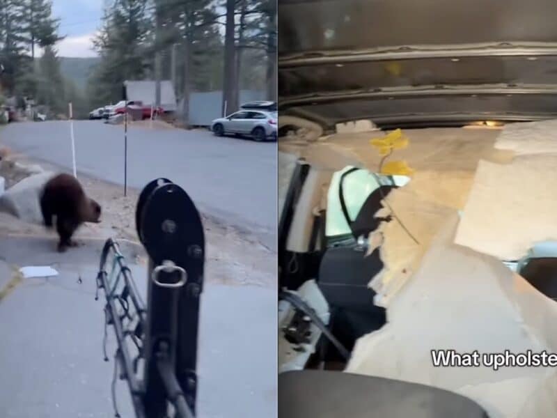 Lock your car in bear country.