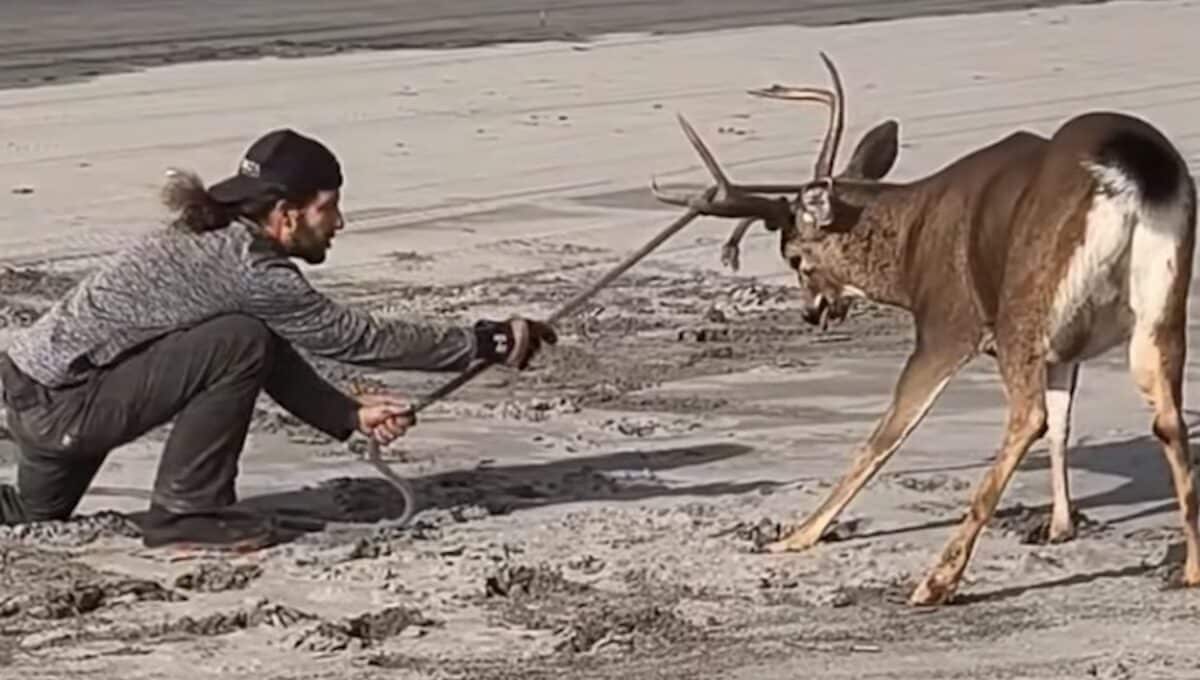 Good samaritan helps entangled buck.