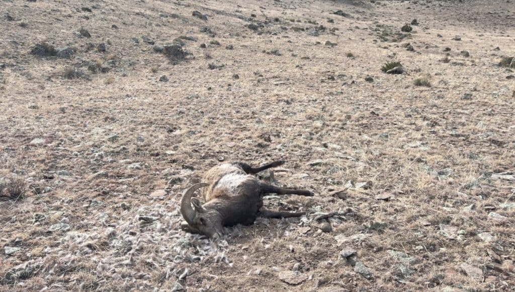 Illegally killed bighorn sheep in Colorado.