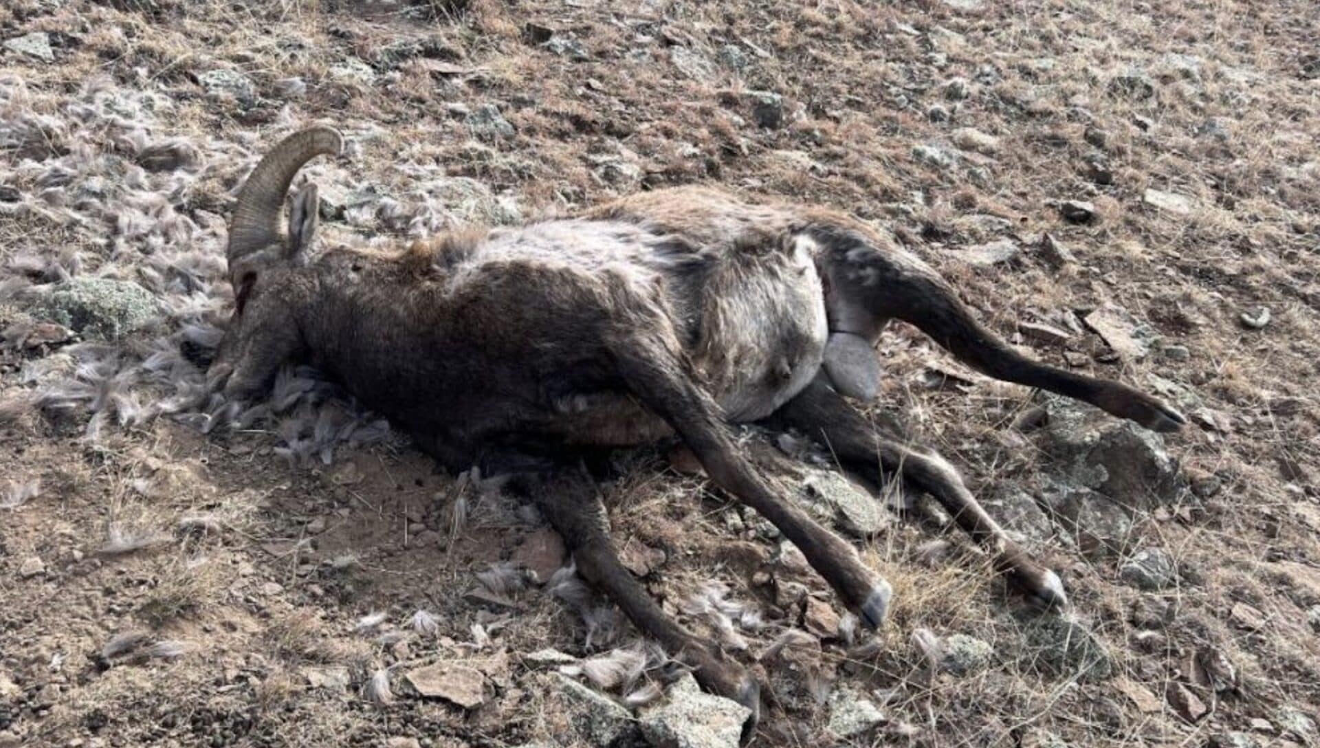 Illegally killed bighorn sheep in Colorado.