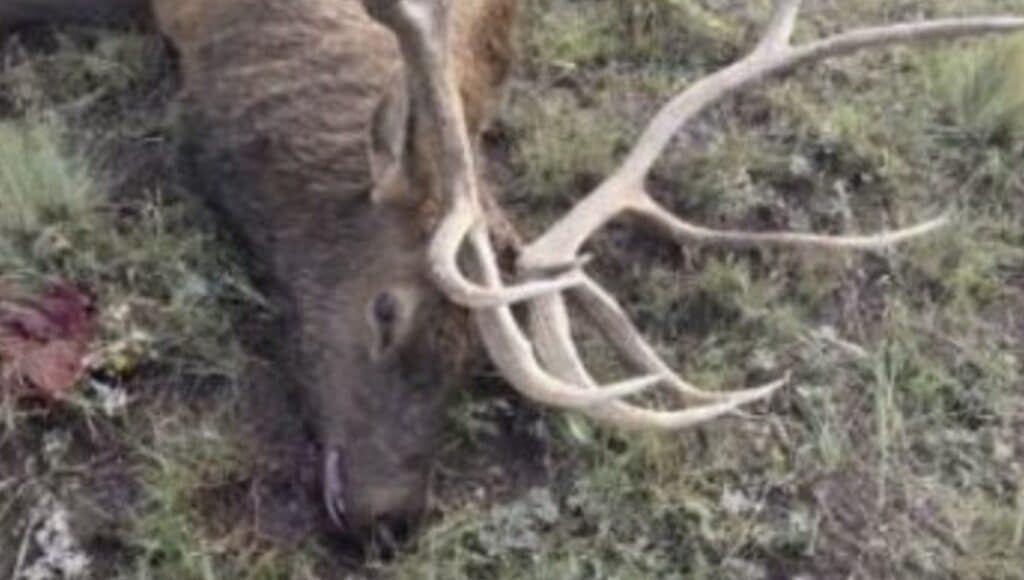Poached bull elk in Colorado.