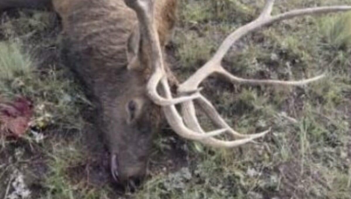 Poached bull elk in Colorado.