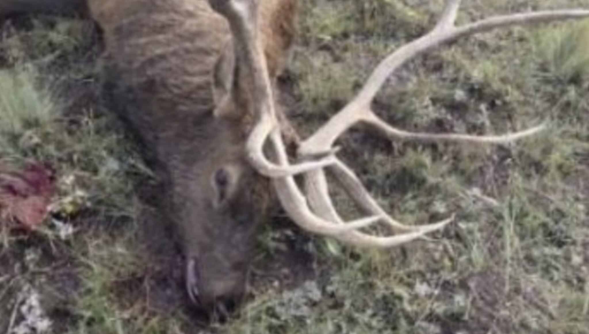 Colorado Parks And Wildlife Doubles Reward In Las Animas County Elk Poaching Case