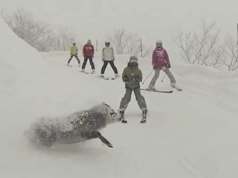 Japan ski resort serow encounter