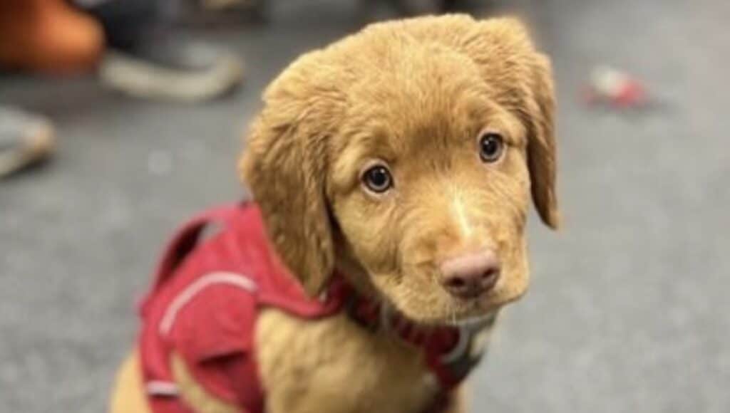 Jazz, an adorable new avalanche rescue dog at Stevens Pass.
