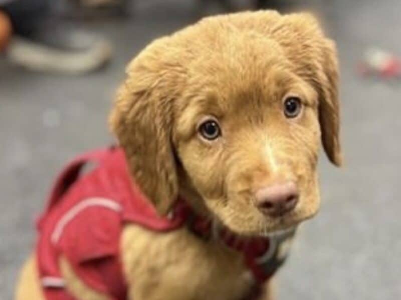 Jazz, an adorable new avalanche rescue dog at Stevens Pass.
